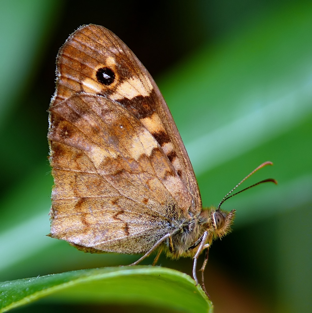 Senza cavalletto.....