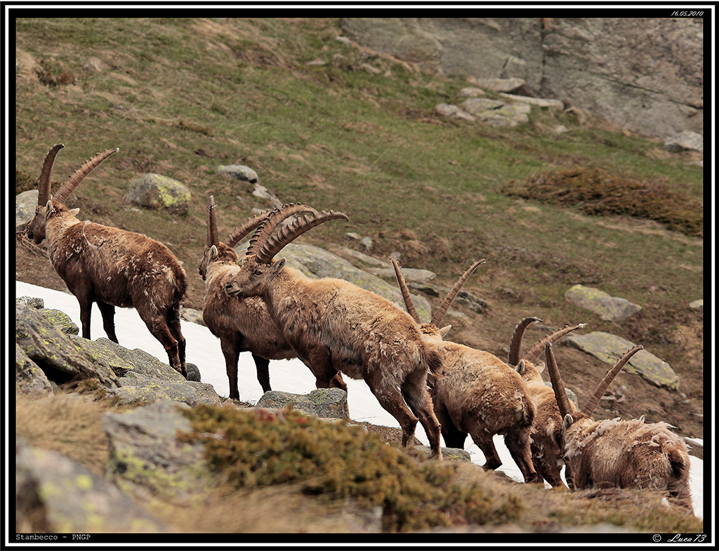 Stambecco # 20 - Branco