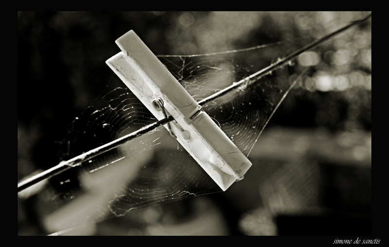 anche i ragni stendono il loro bucato