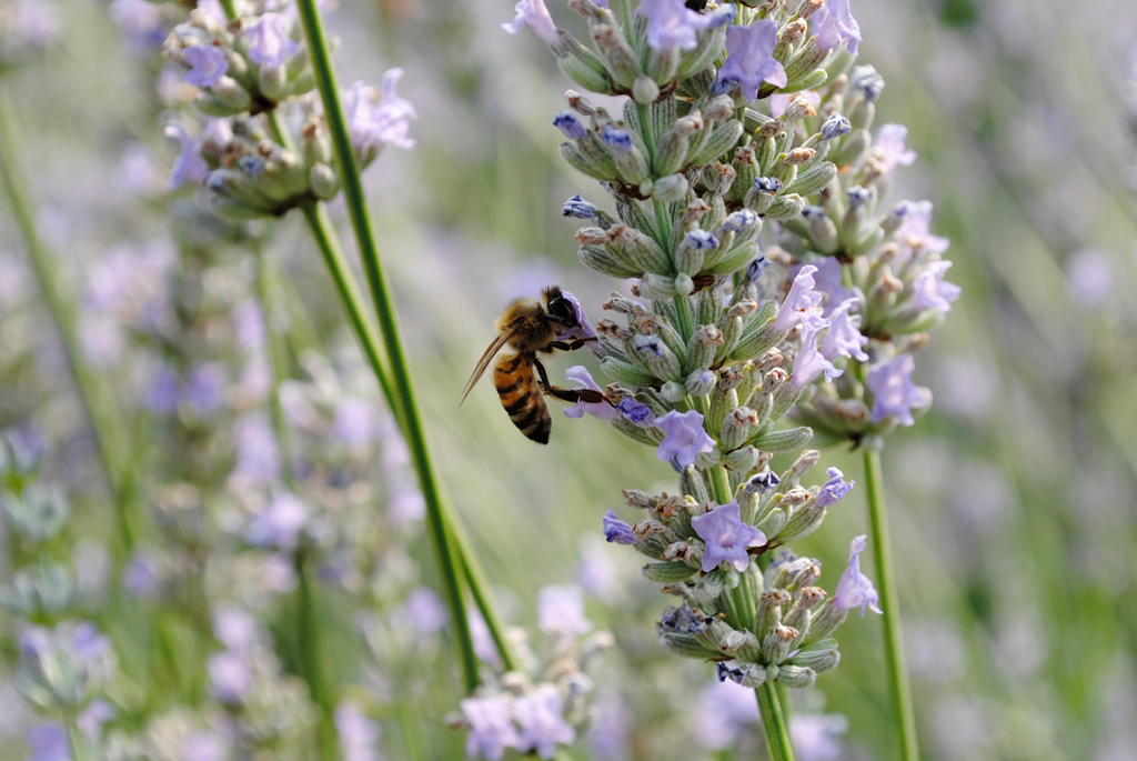 Vittoriale - Giardino 5