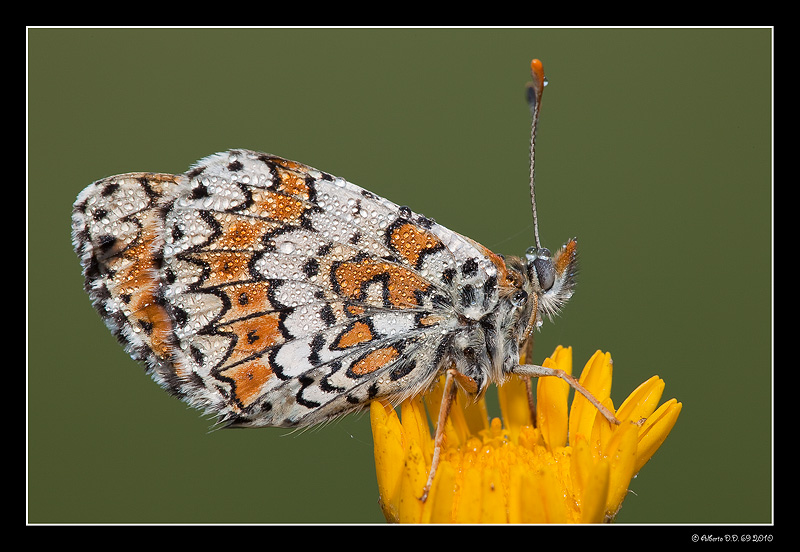 ...Melitea athalia...