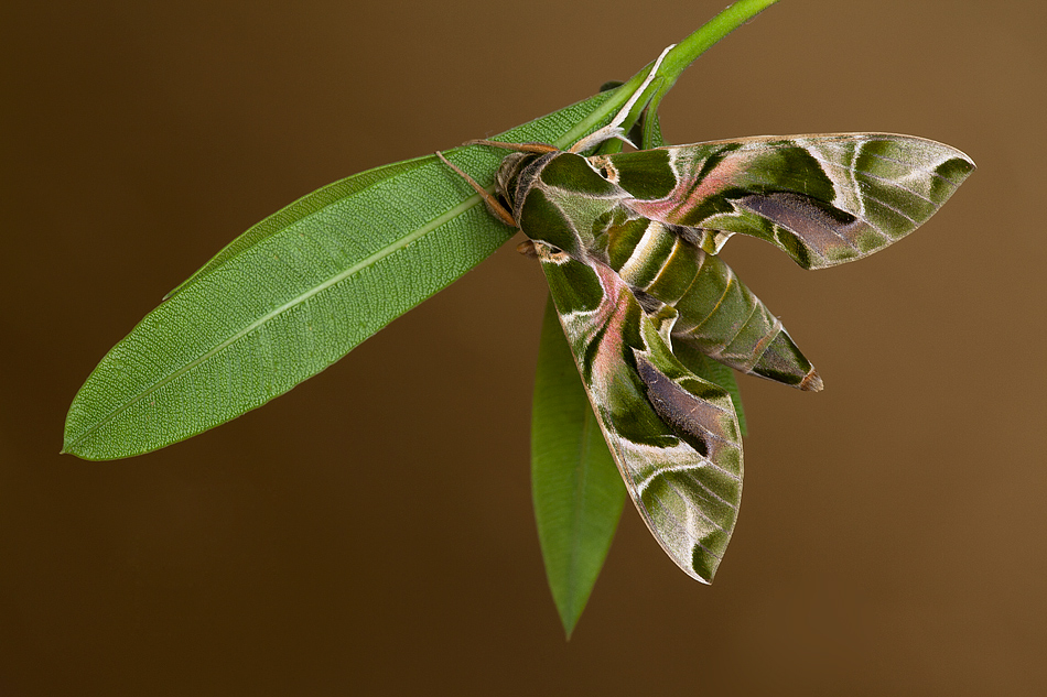 sfinge dell'oleandro