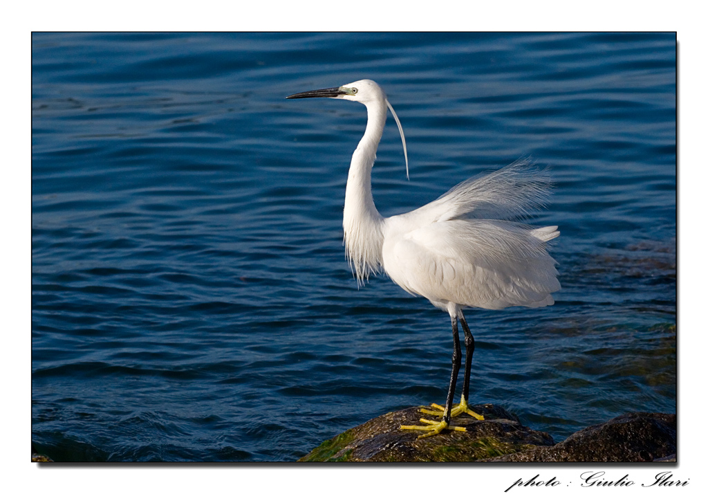 Egretta Garzetta
