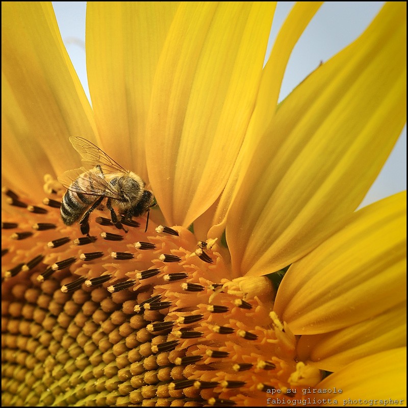 ape su girasole