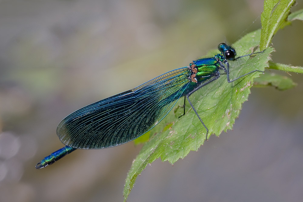 Calopteryx splendens