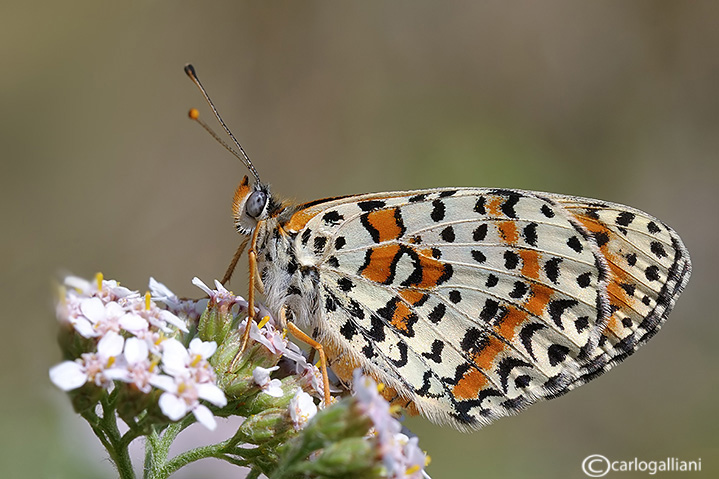 Melitea dydima