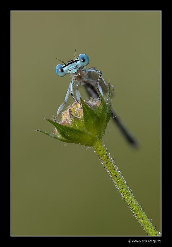 ...a me gli occhi...