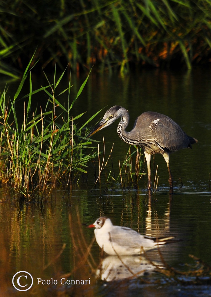 la mattina in palude