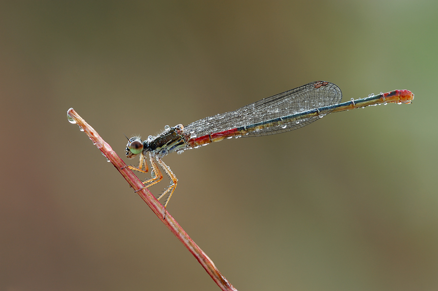 Rosalba e le sue perle