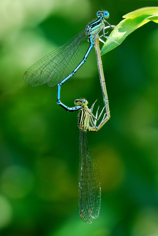 Damigelle in accoppiamento