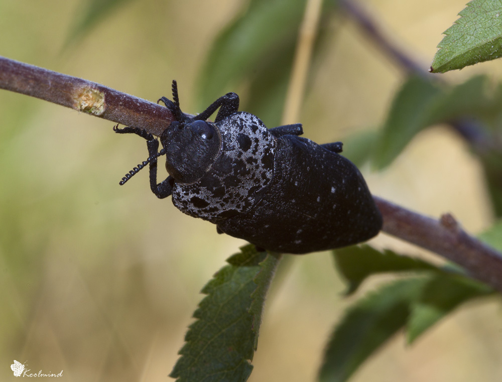 Capnodis tenebrionis