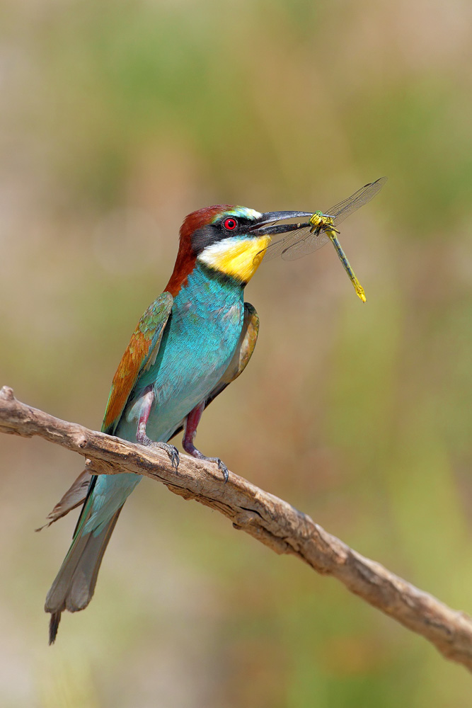 Giovane di gruccione