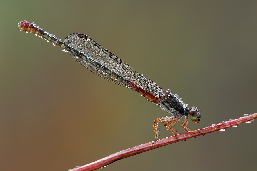 Gocce di rugiada su di me 2