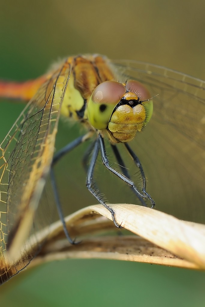 Sympentrum Pedemontanum