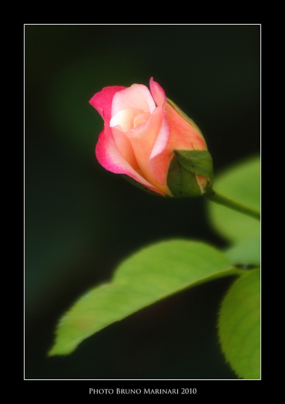 La delicatezza di un petalo