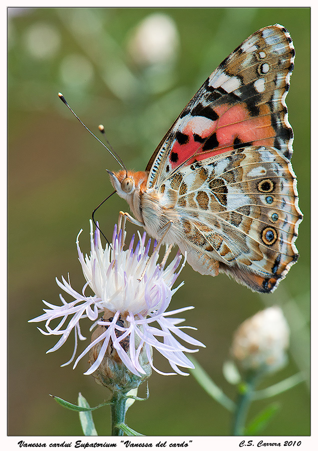 Vanessa cardui