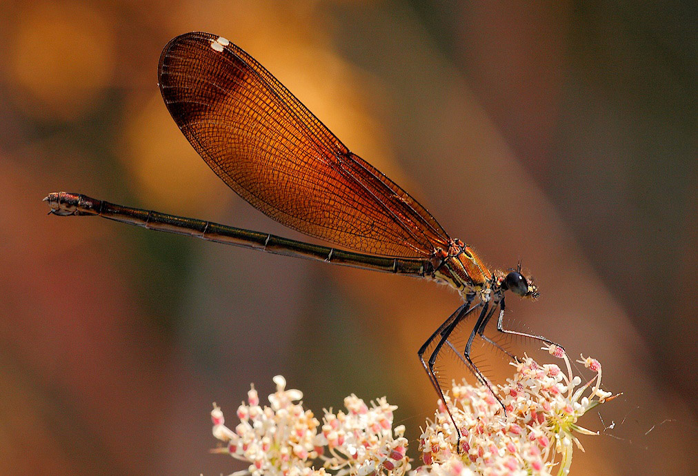 ...Con Il Rosso...!!!