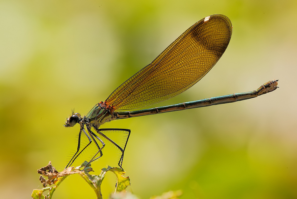 ...Con Il Verde...!!!