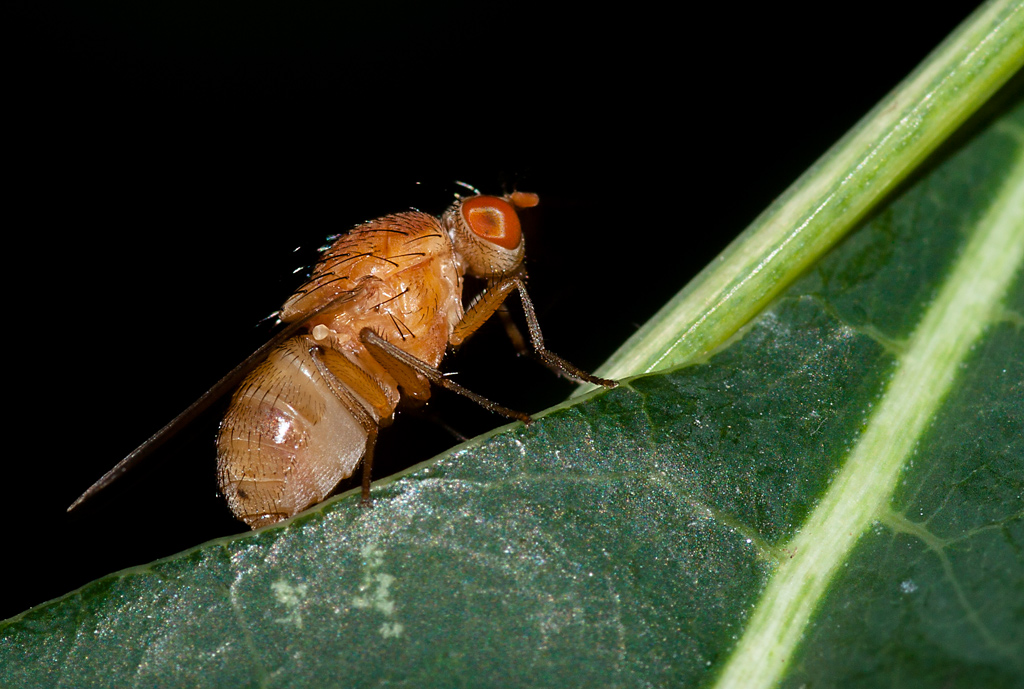 Mosca rossa