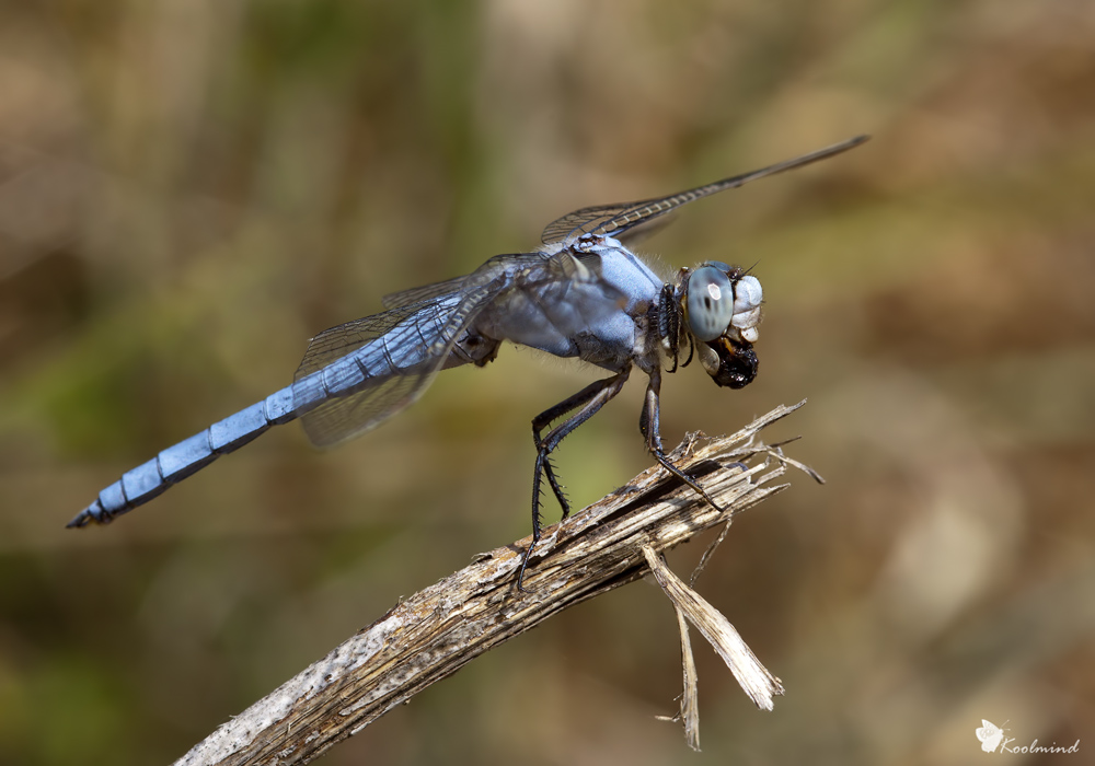 Orthetrum brunneum