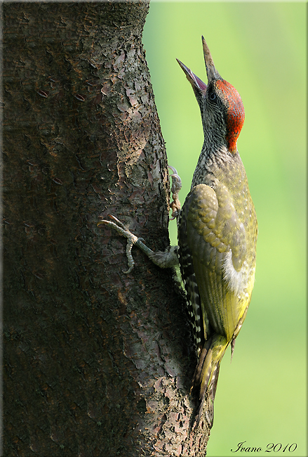 Giovanotto di picchio verde