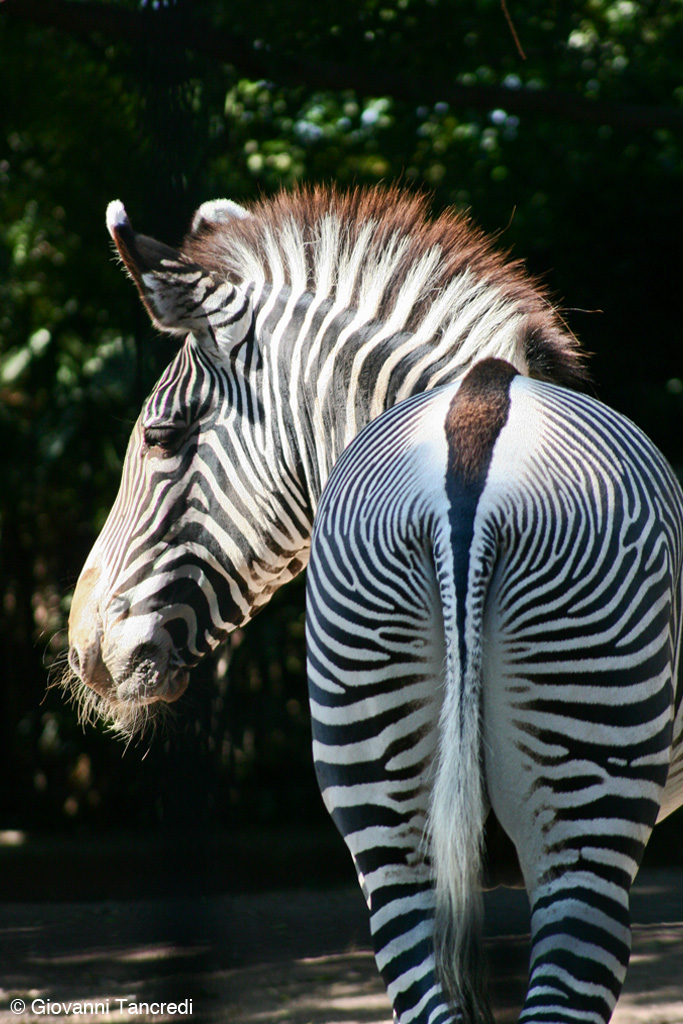 Zebra