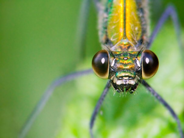 Occhio Alla Libellula!