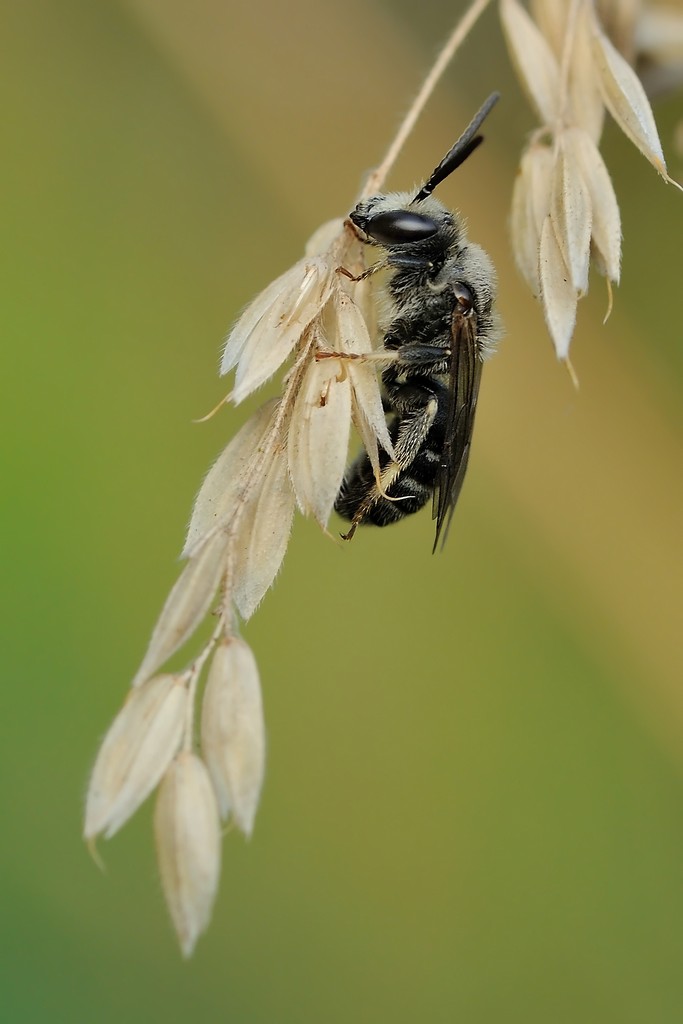 Tiphia Femorata