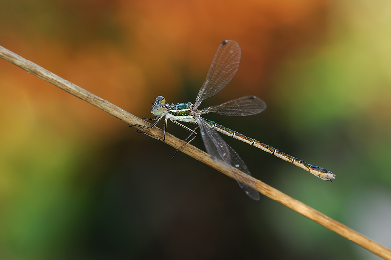 true colors of nature