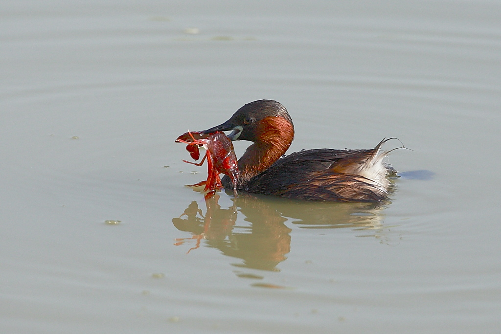 Tuffetto (Tachybaptus ruficollis)