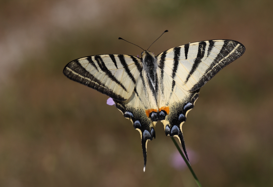 Cercando di imitare i bravi...