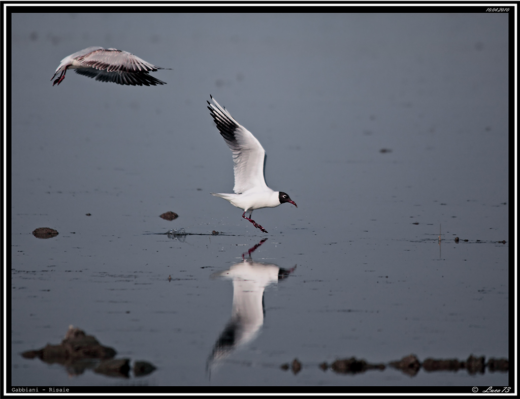 Gabbiano # 6 - Double