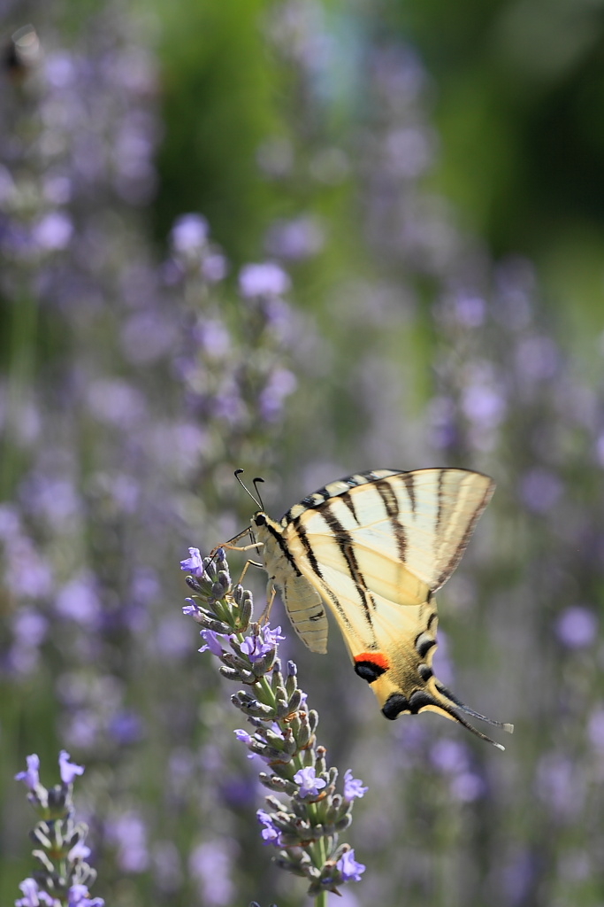 Controluce e al volo