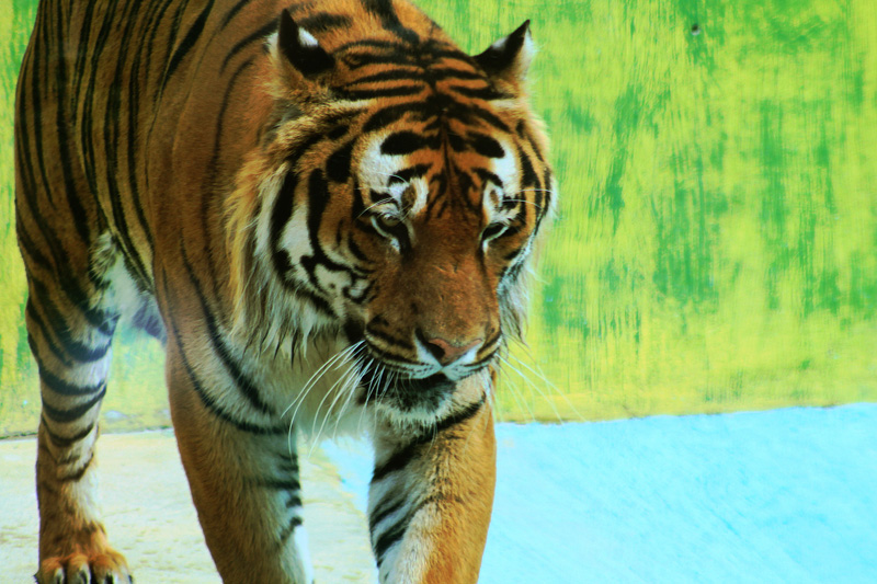 che noia sti turisti....