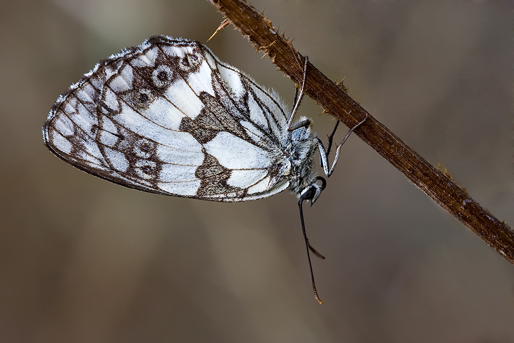 Melanargia Galathea