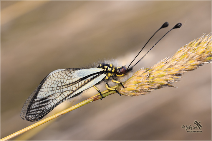 Grigio... dominante!