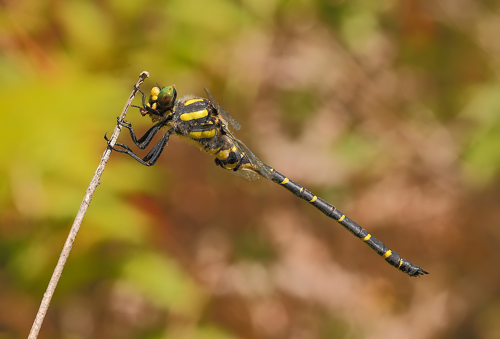 ...Vista Di Profilo...!!!