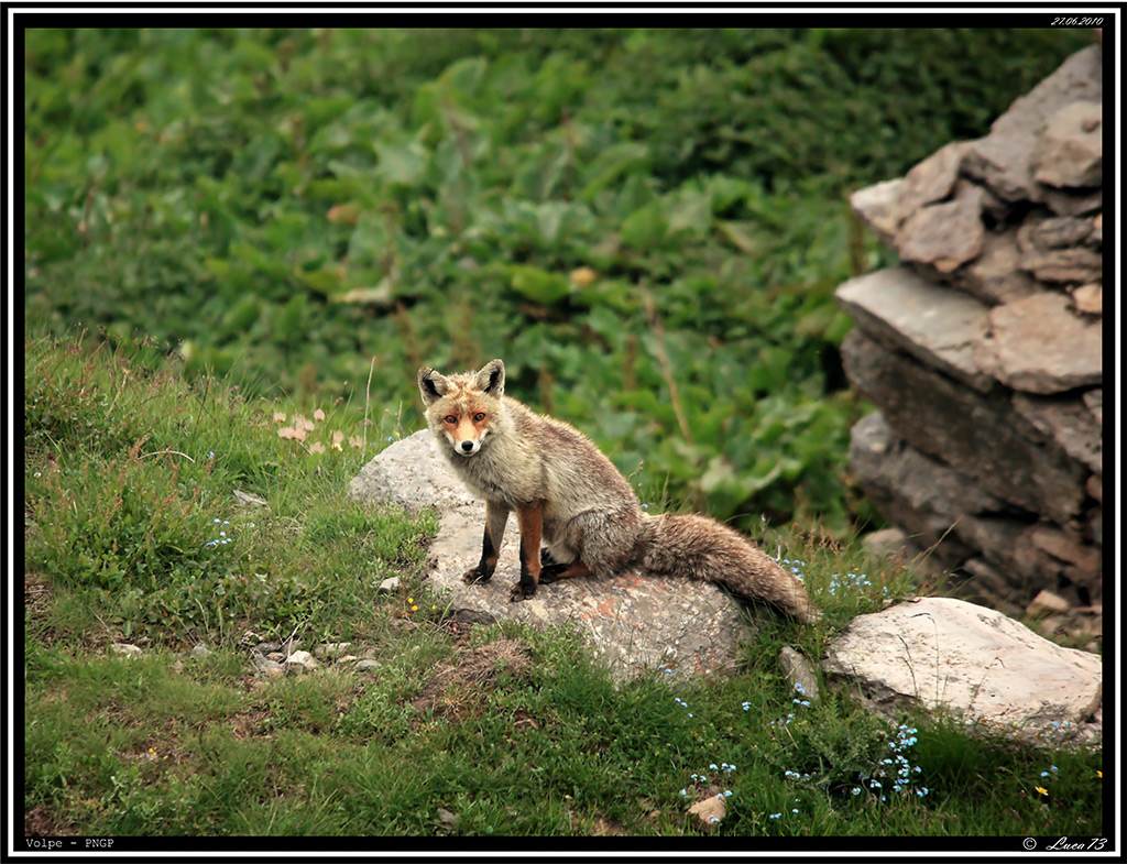 Volpe PNGP # 12 - Baita 1