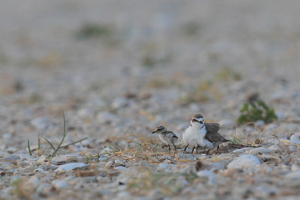 Indovina indovinello