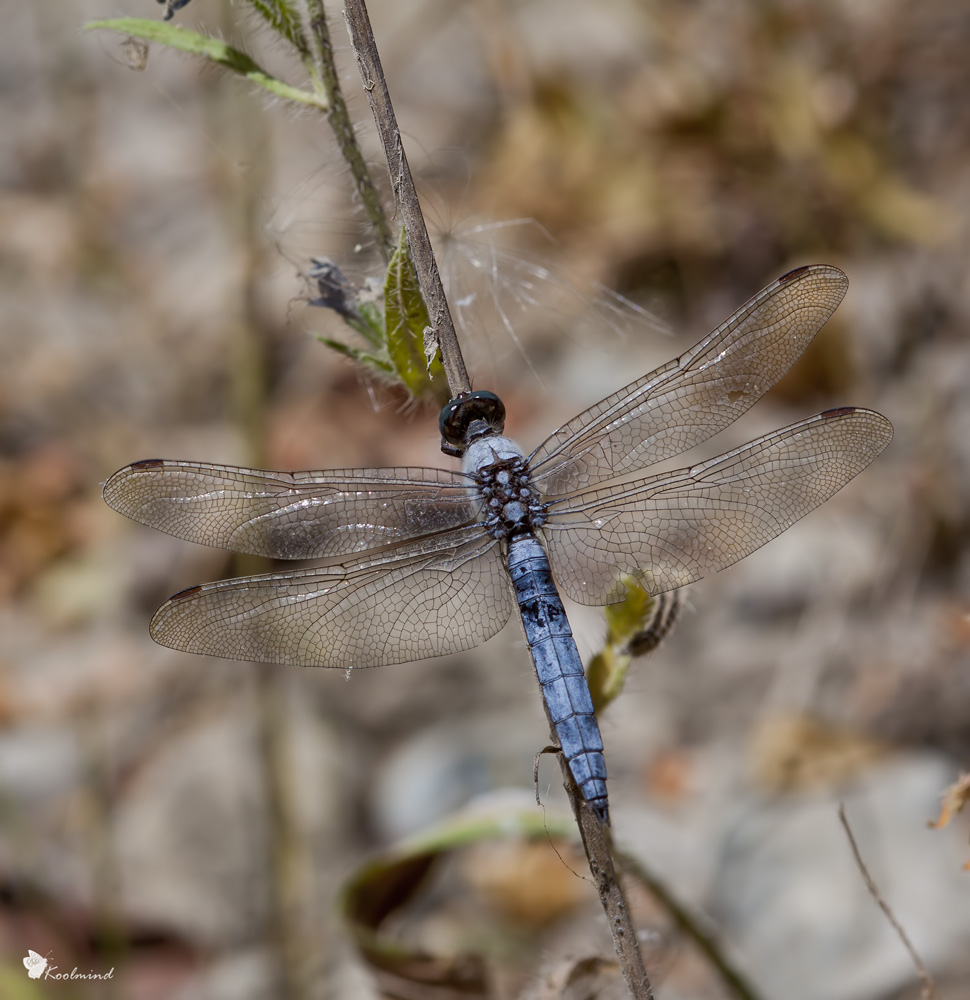 Orthetrum Brunneum (maschio)