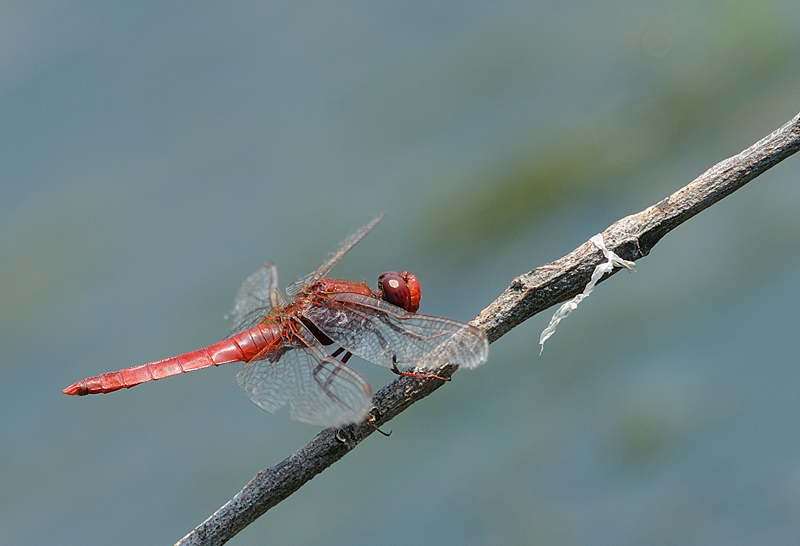 libellula