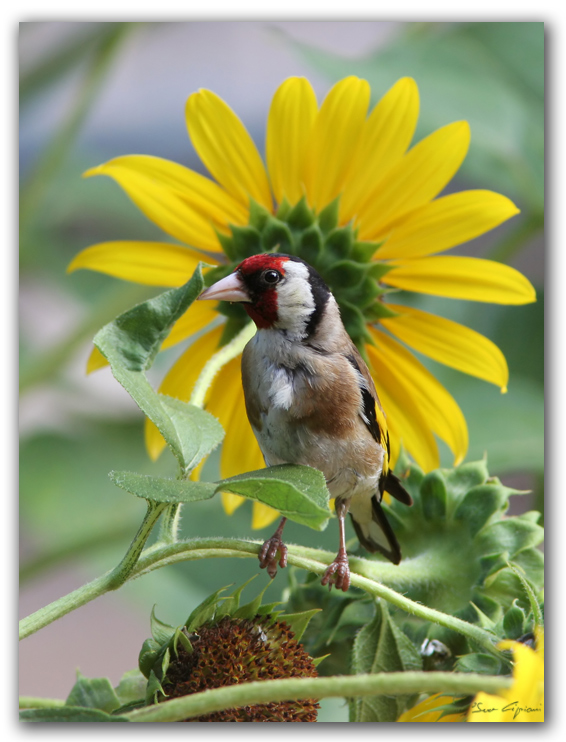Cardellino su girasole.