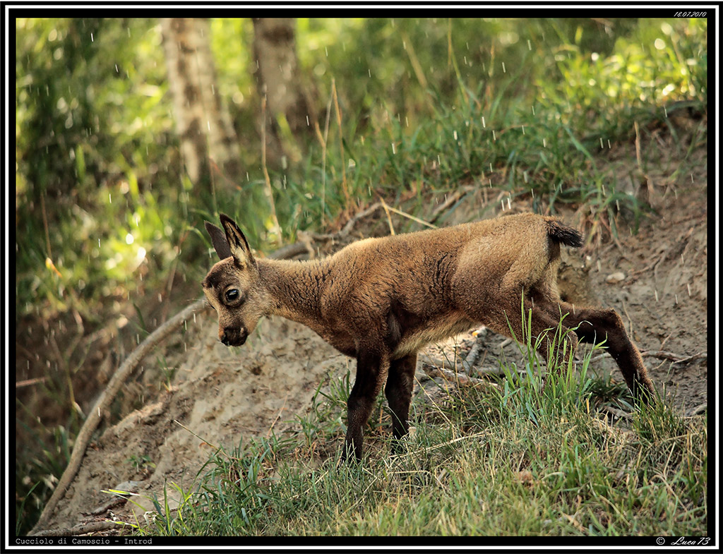 Camoscio # - Cucciolo - [Introd]