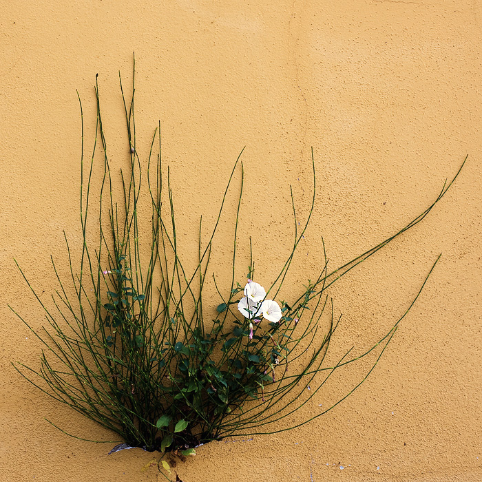 Chi la dura la vince...