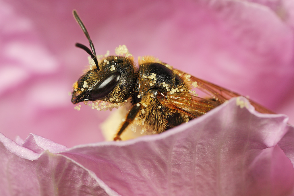 Impollinata