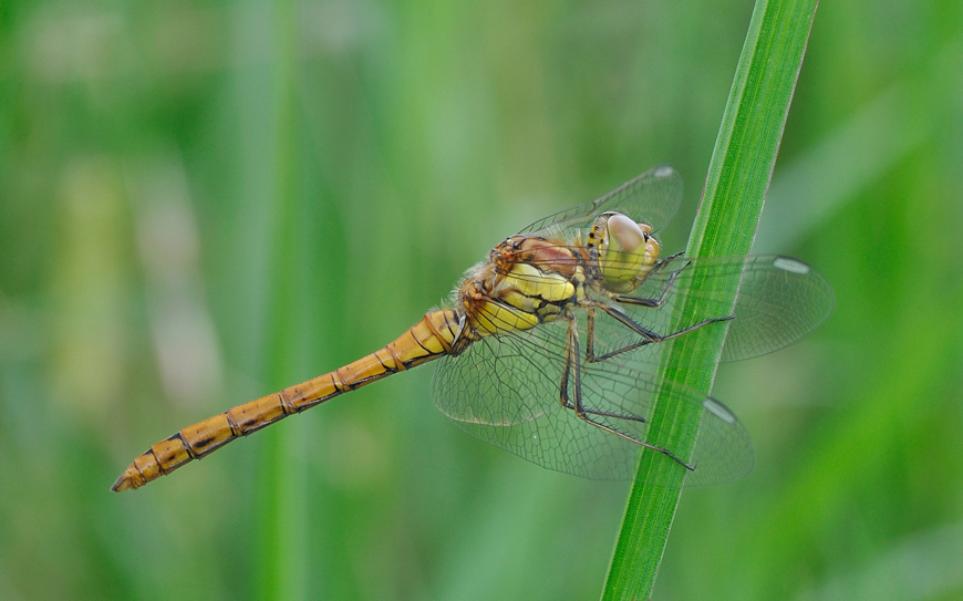 sympetrum vulgatum
