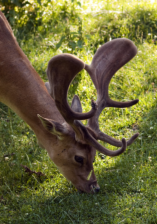 Daino #3 - Primo piano