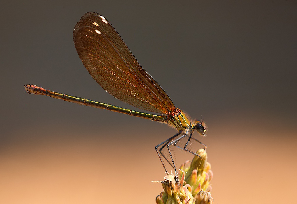 ...La Solita Dama...!!!