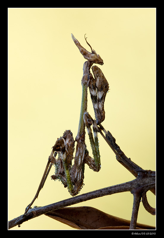 ...Empusa Pennata...