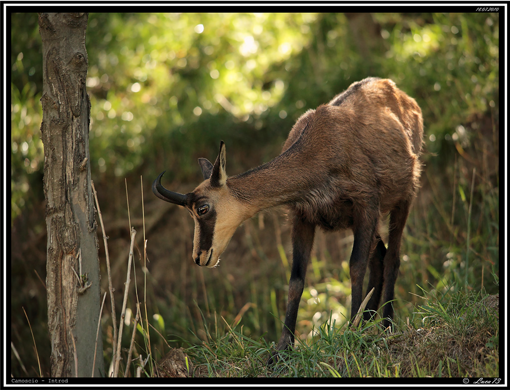Camoscio # 4 - [Introd]